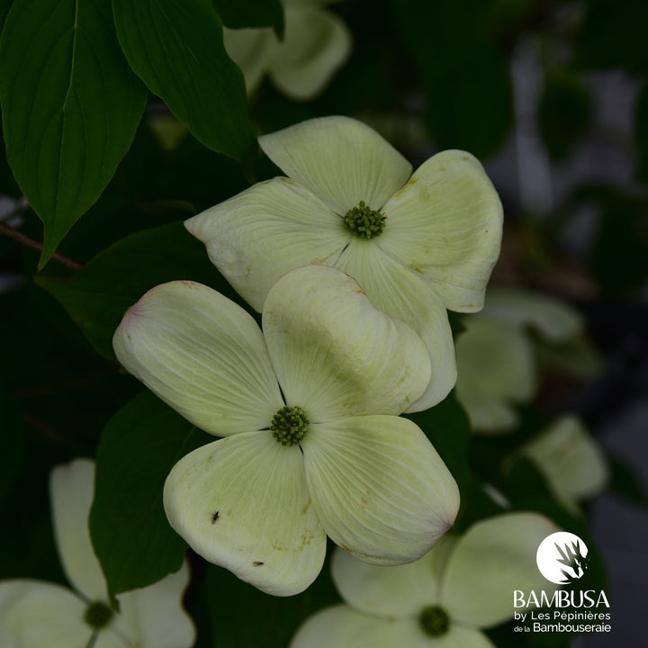 Cornus x rutgersensis &