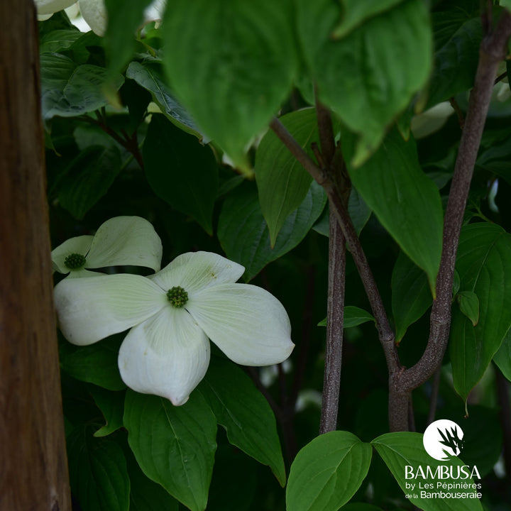 Cornus x rutgersensis &