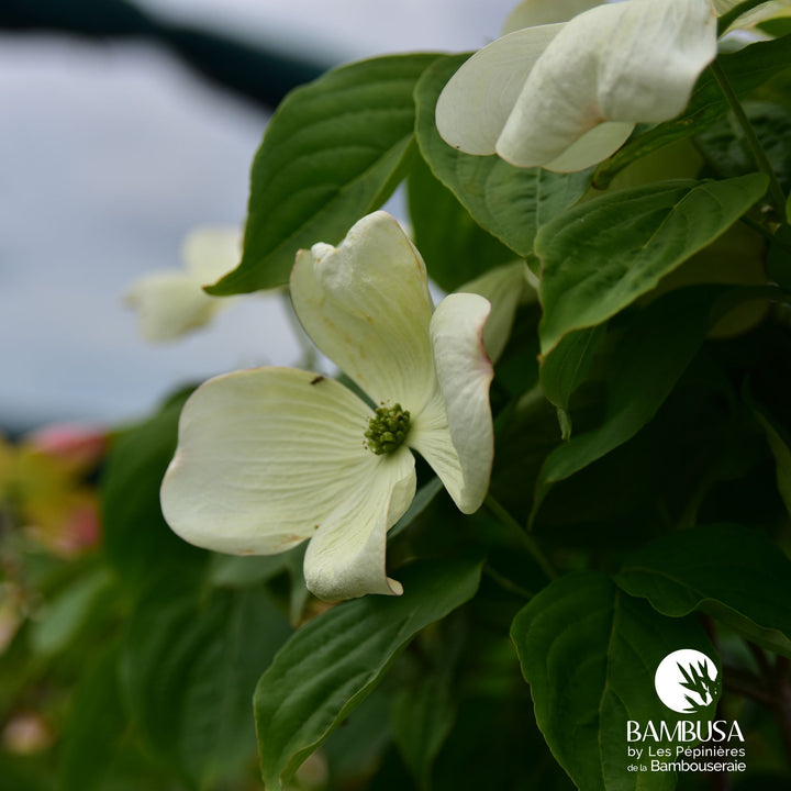 Cornus x rutgersensis &