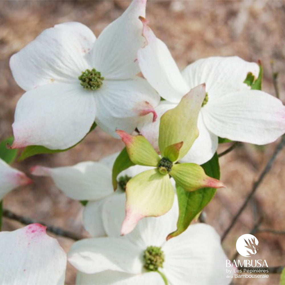 Cornus x rutgersensis 'Aurora' — hauteur adulte : 2,5 à 5 m