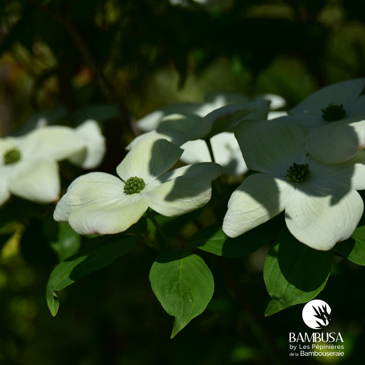 Cornus x rutgersensis &