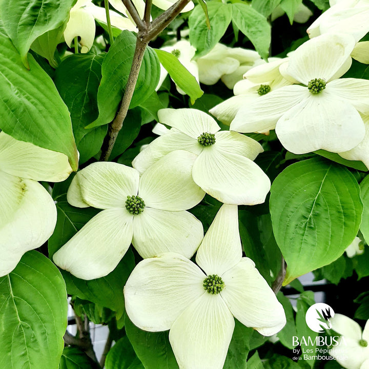 Cornus x rutgersensis &