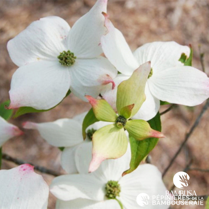 Cornus x rutgersensis &
