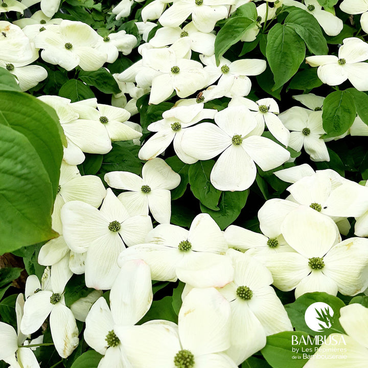 Cornus x rutgersensis &