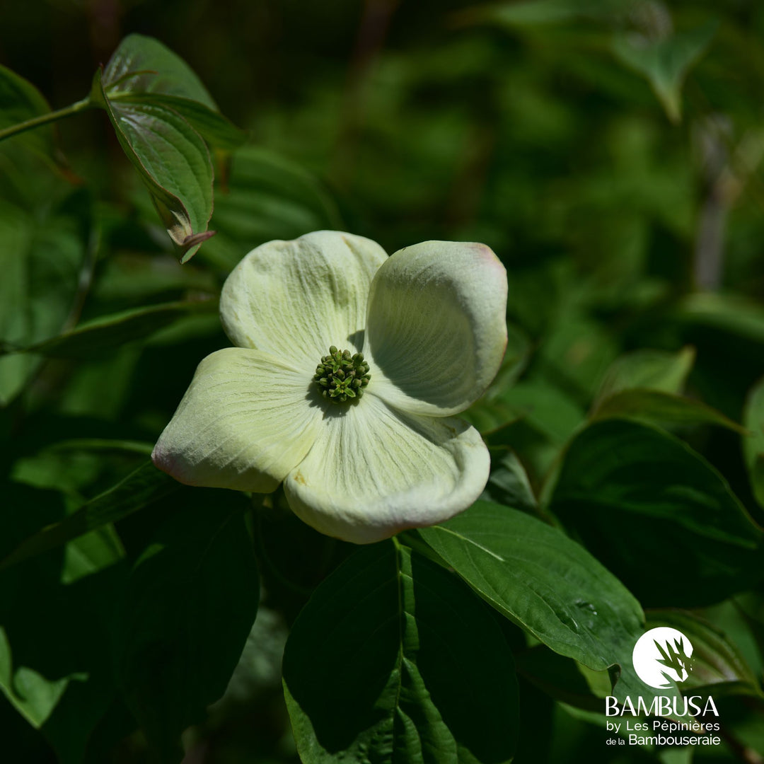 Cornus x rutgersensis &