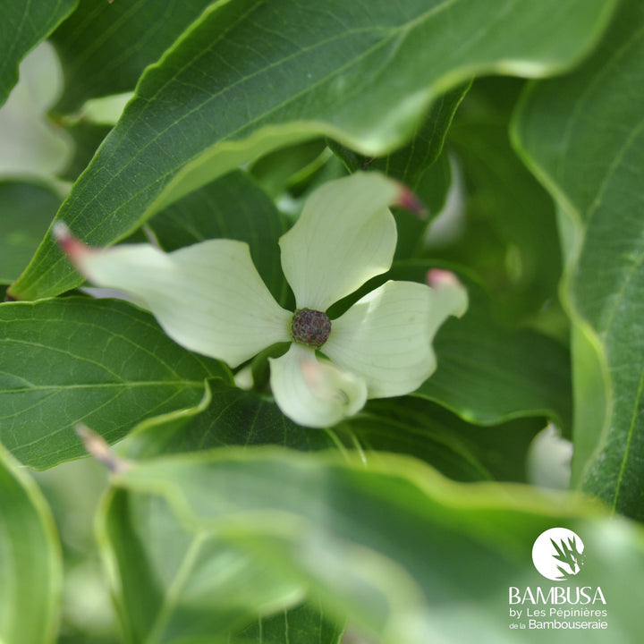 Cornus kousa &