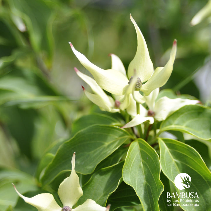 Cornus kousa &