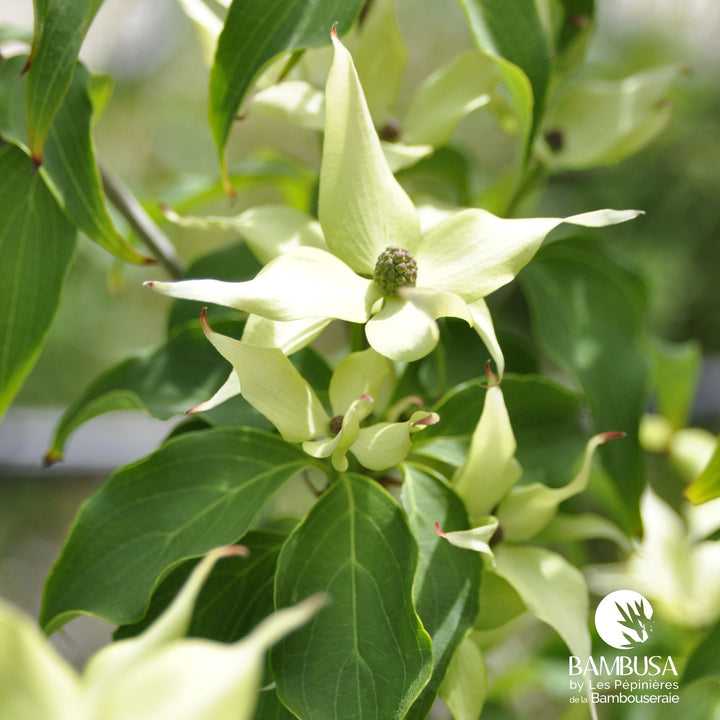 Cornus kousa &