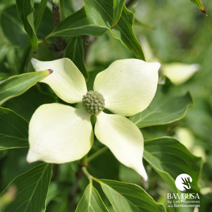 Cornus kousa &