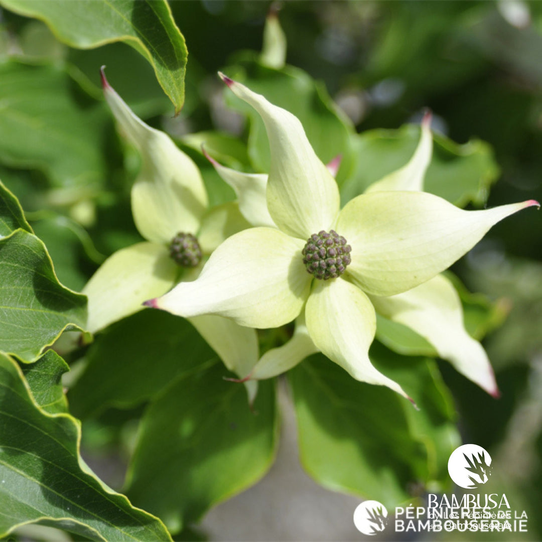 Cornus kousa &