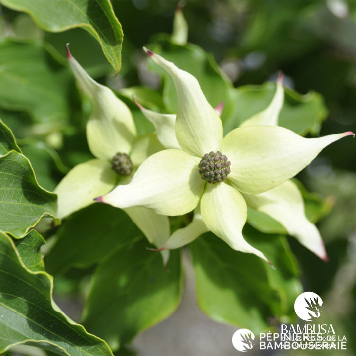 Cornus kousa &