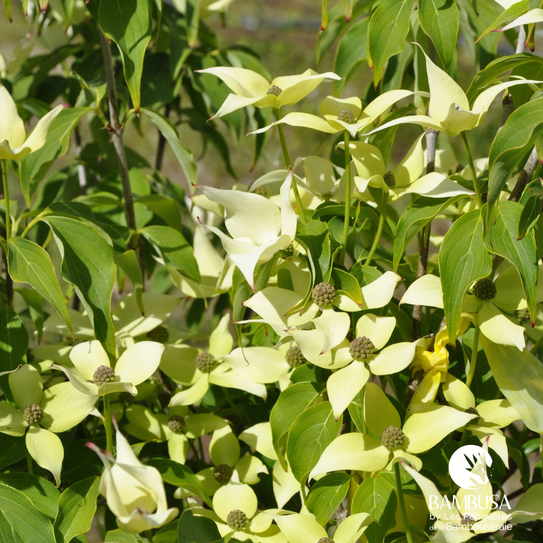 Cornus kousa &