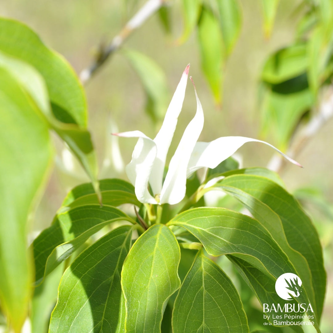 Cornus kousa &