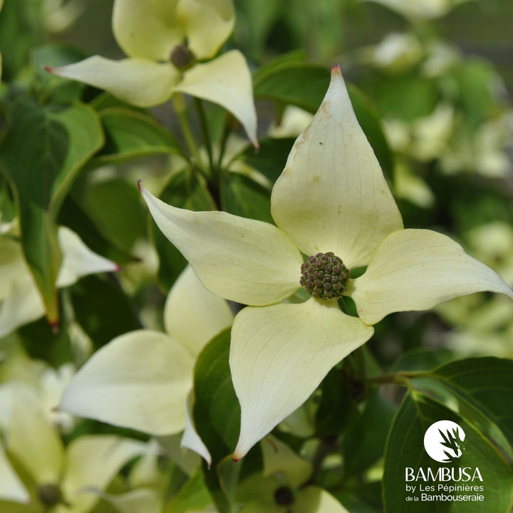 Cornus kousa &