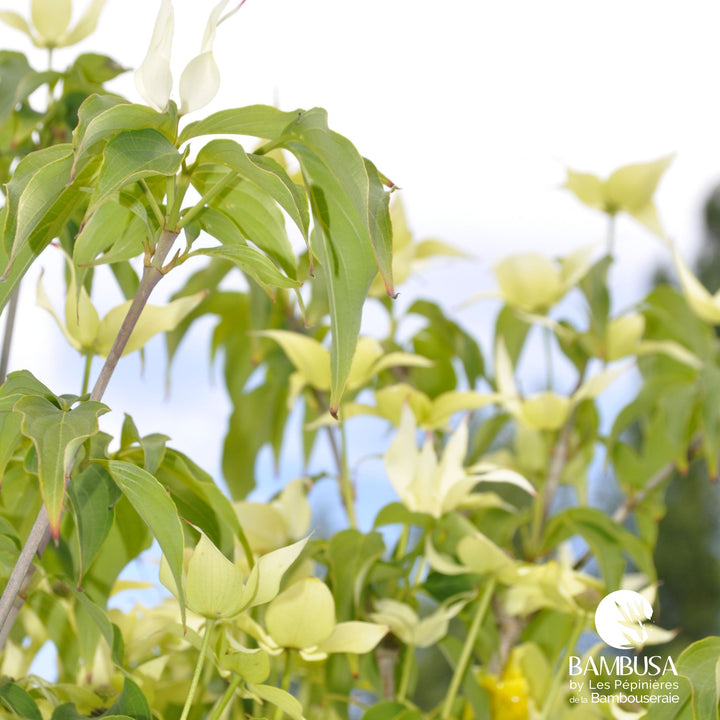 Cornus kousa &