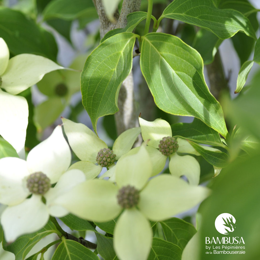 Cornus kousa &
