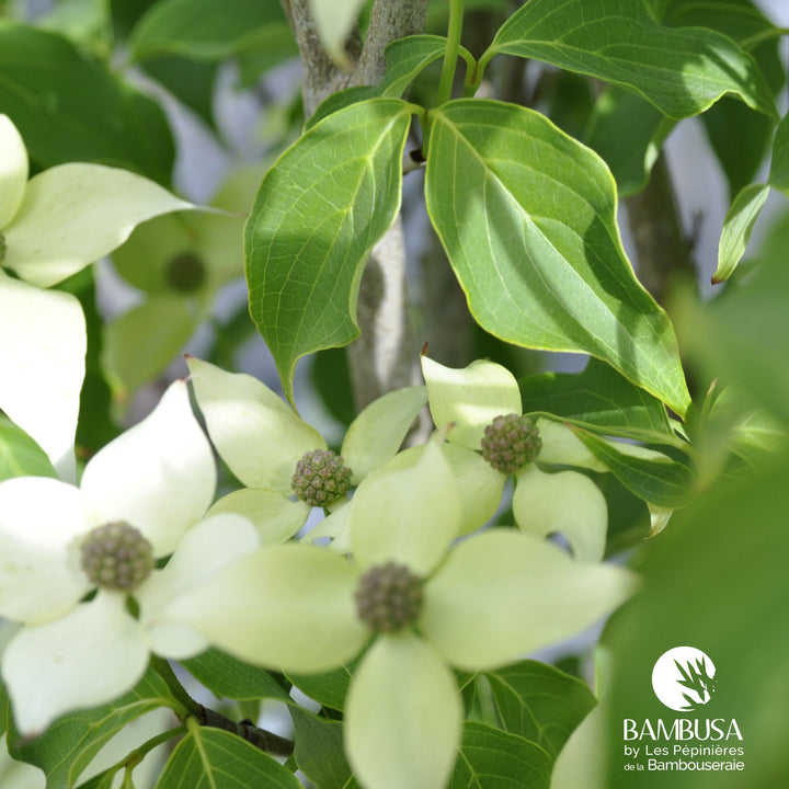 Cornus kousa &
