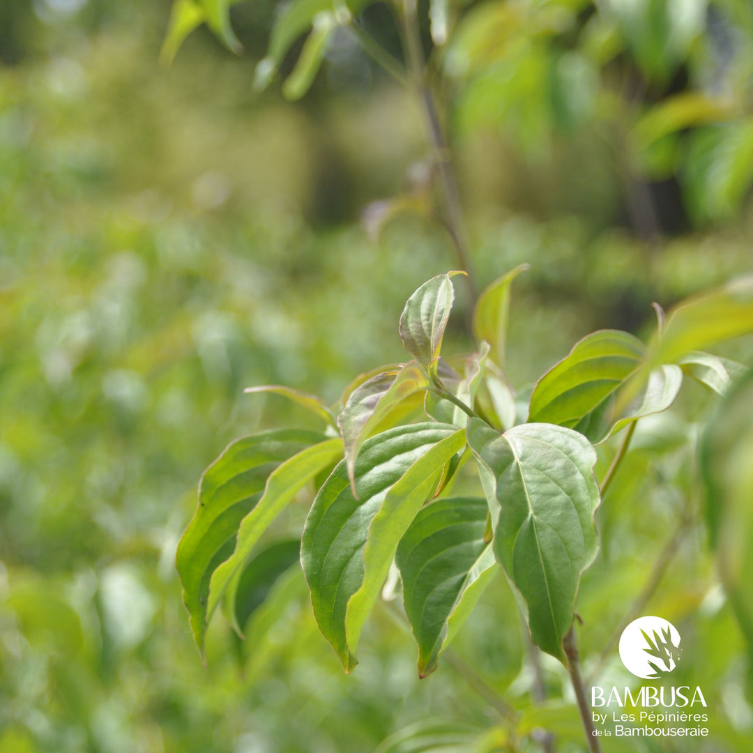 Cornus kousa &