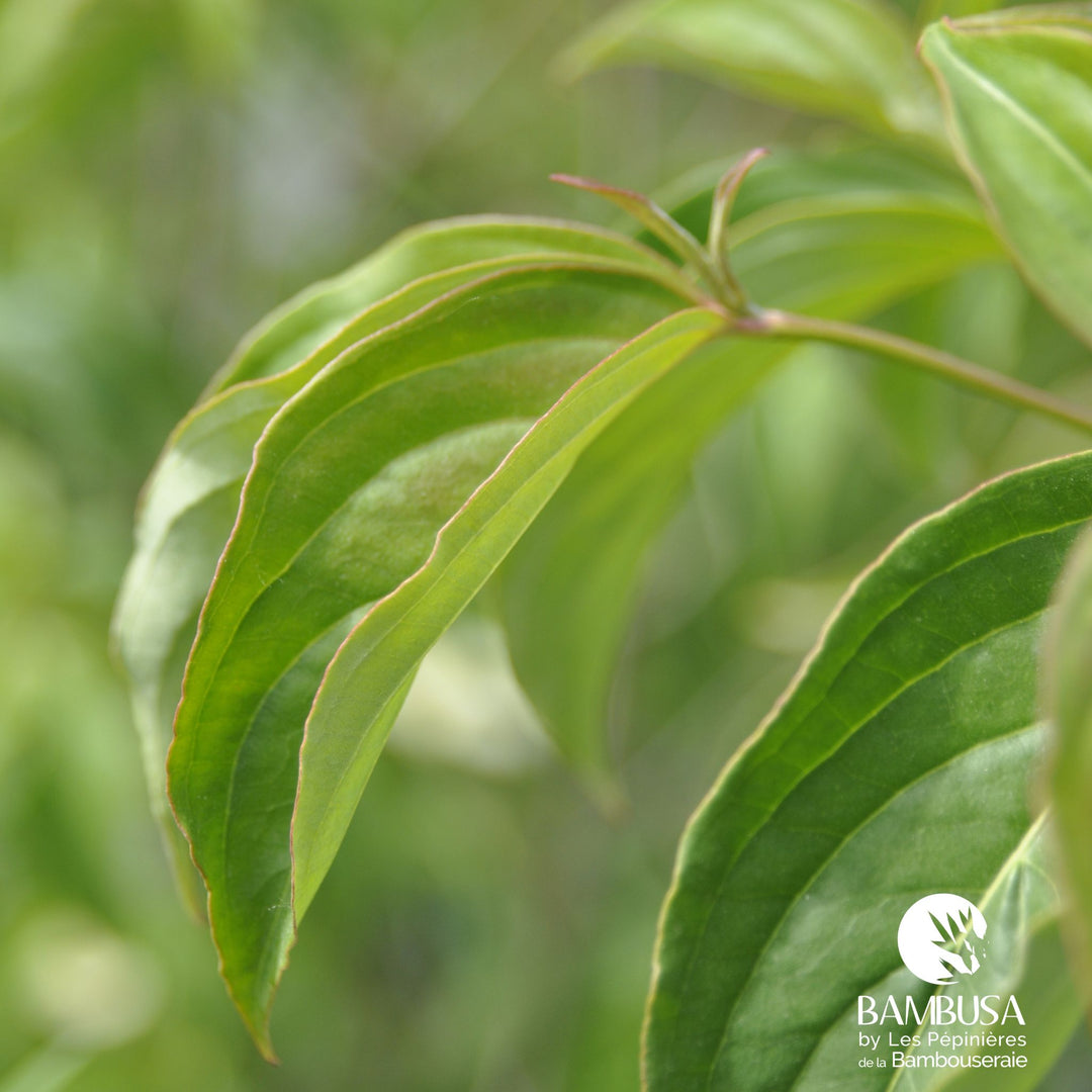 Cornus kousa &