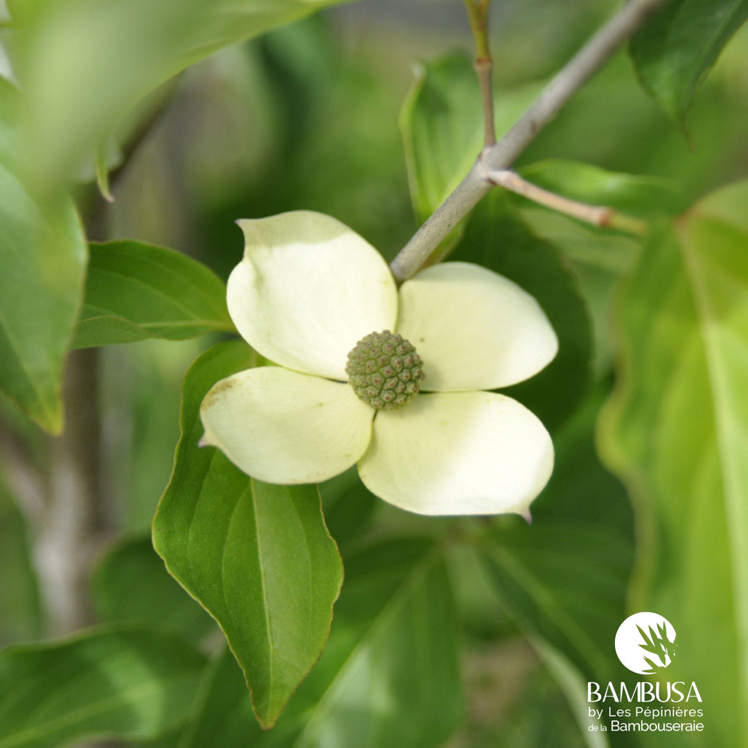 Cornus kousa &