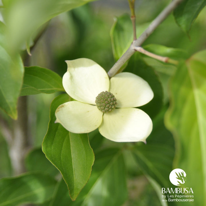 Cornus kousa &