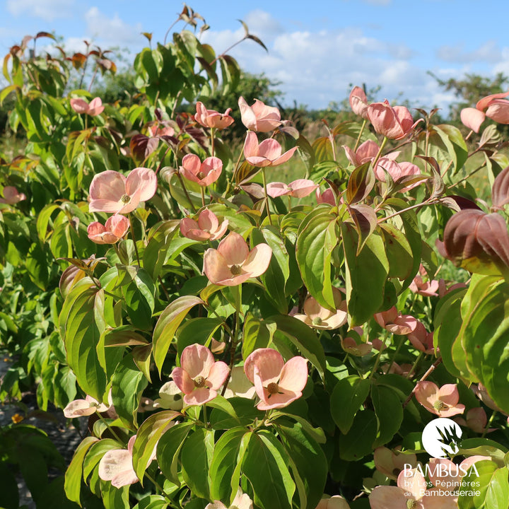 Cornus kousa &