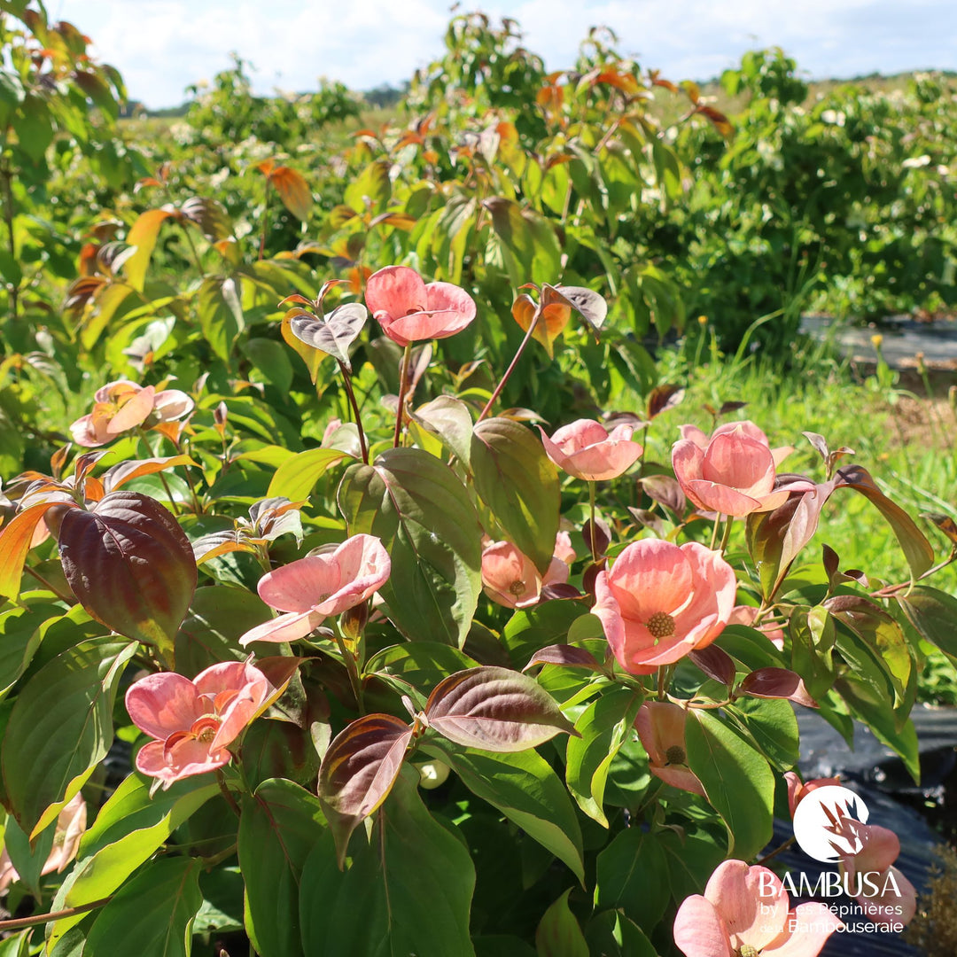 Cornus kousa &