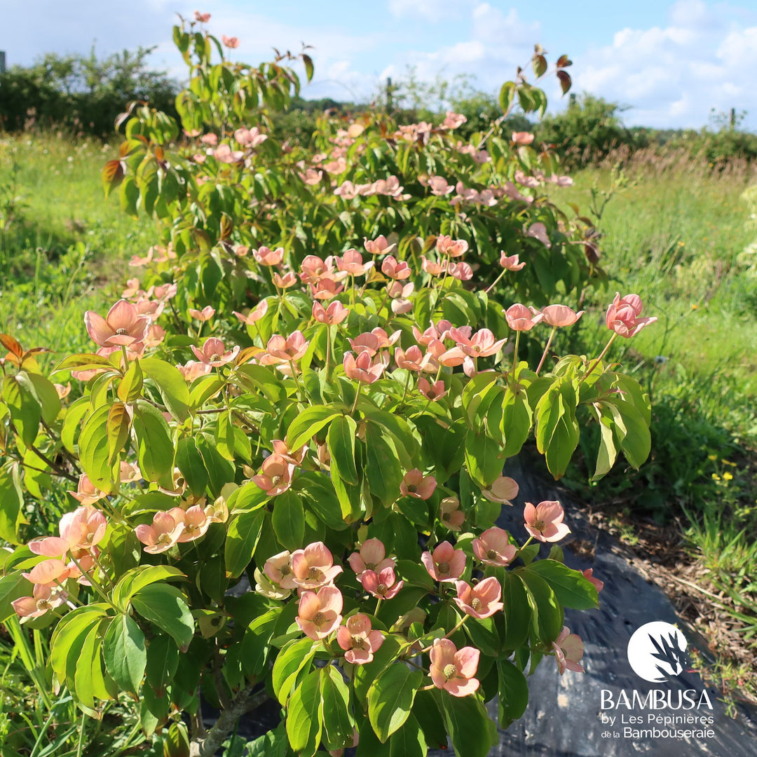 Cornus kousa &