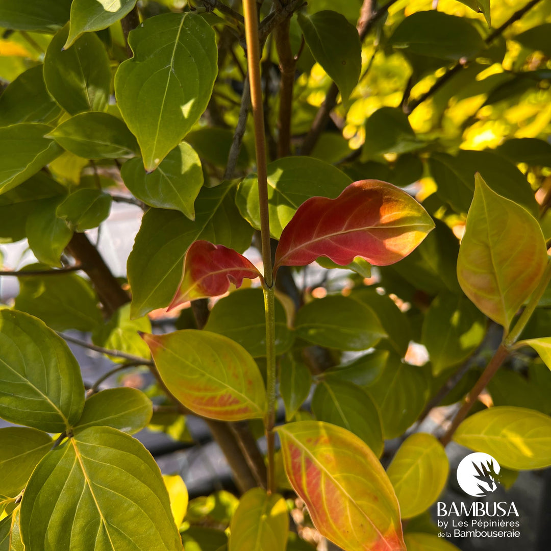 Cornus kousa &