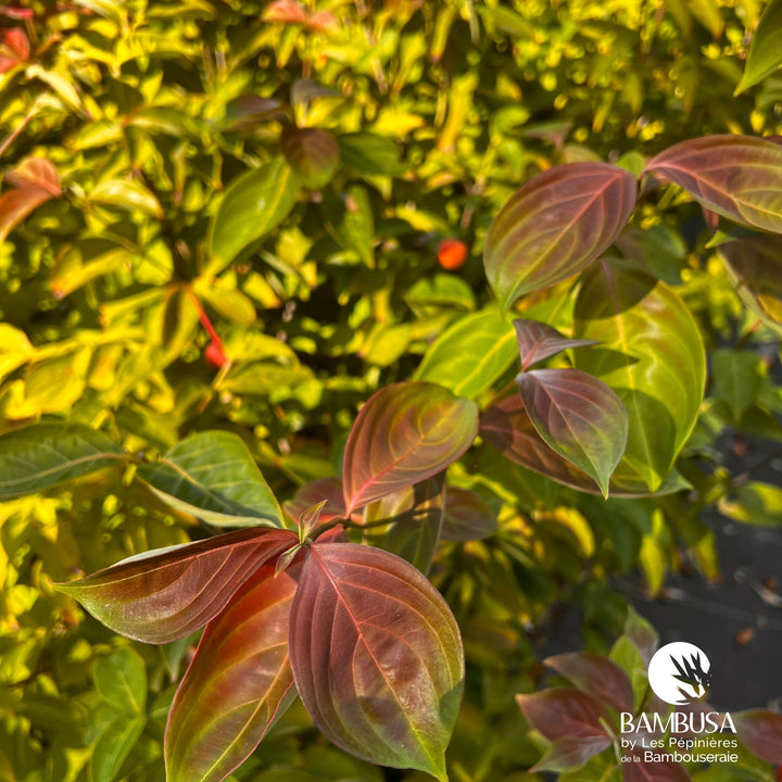 Cornus kousa &