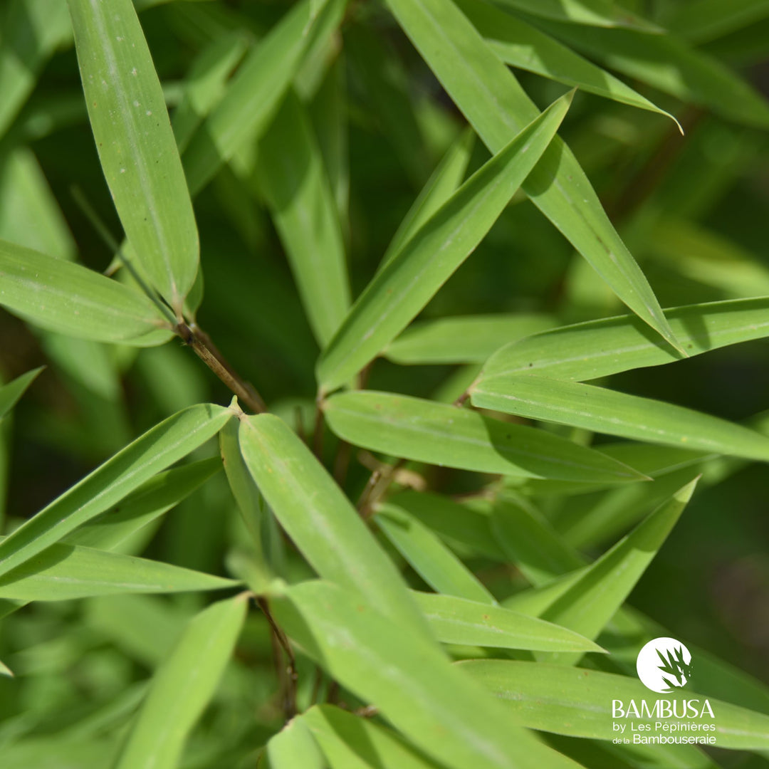 Fargesia nitida &