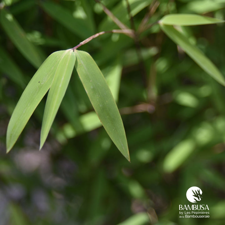 Fargesia nitida &