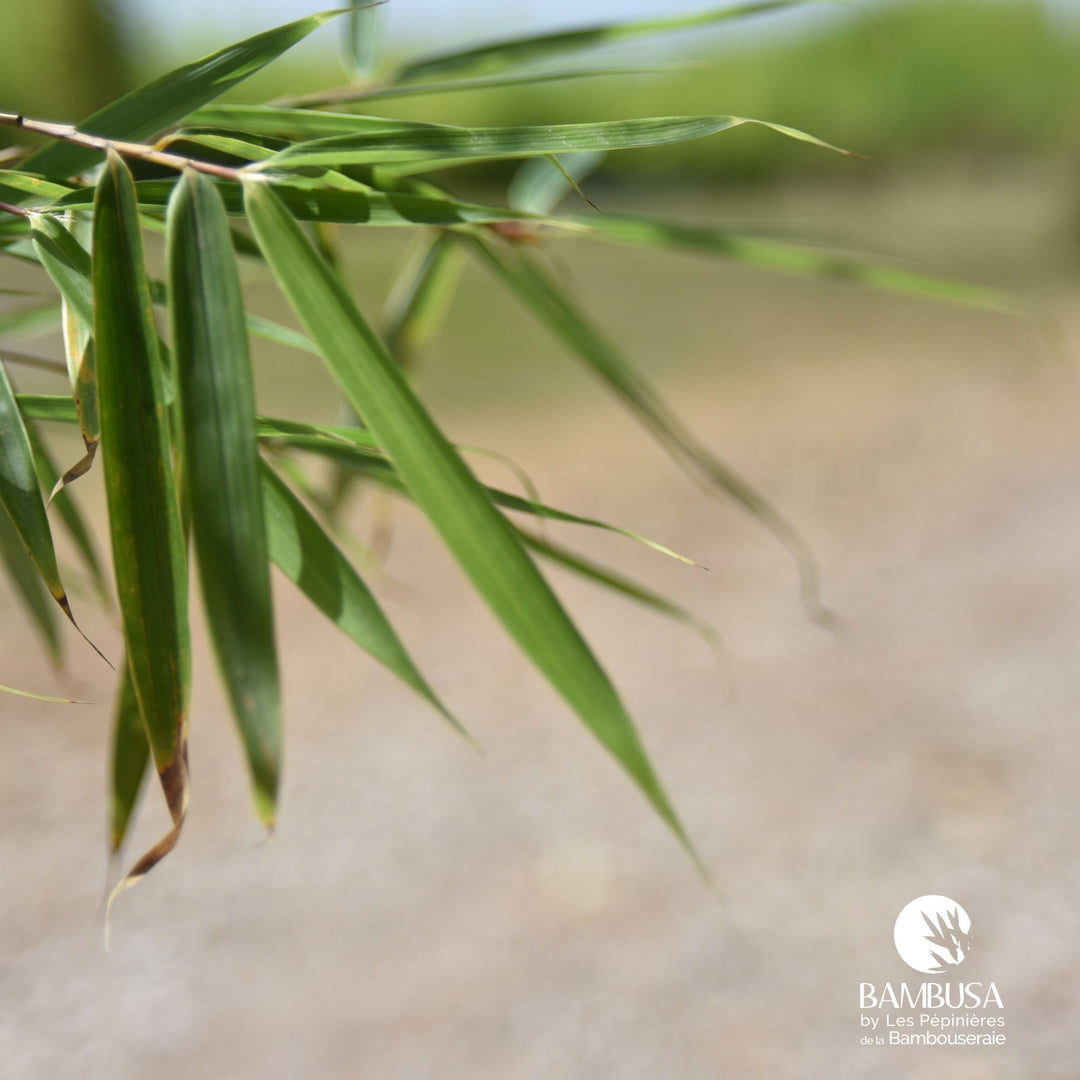 Fargesia robusta &