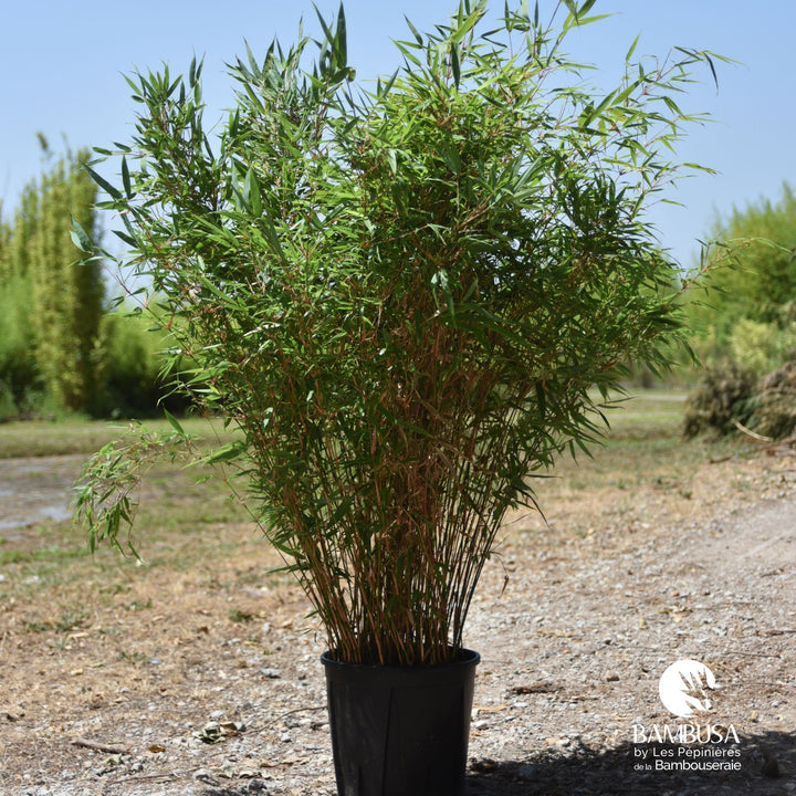 Fargesia robusta &