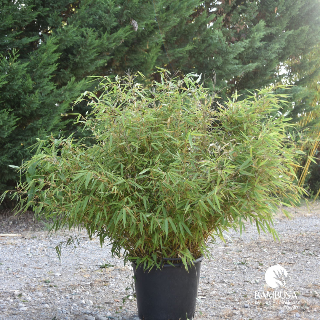Fargesia robusta &