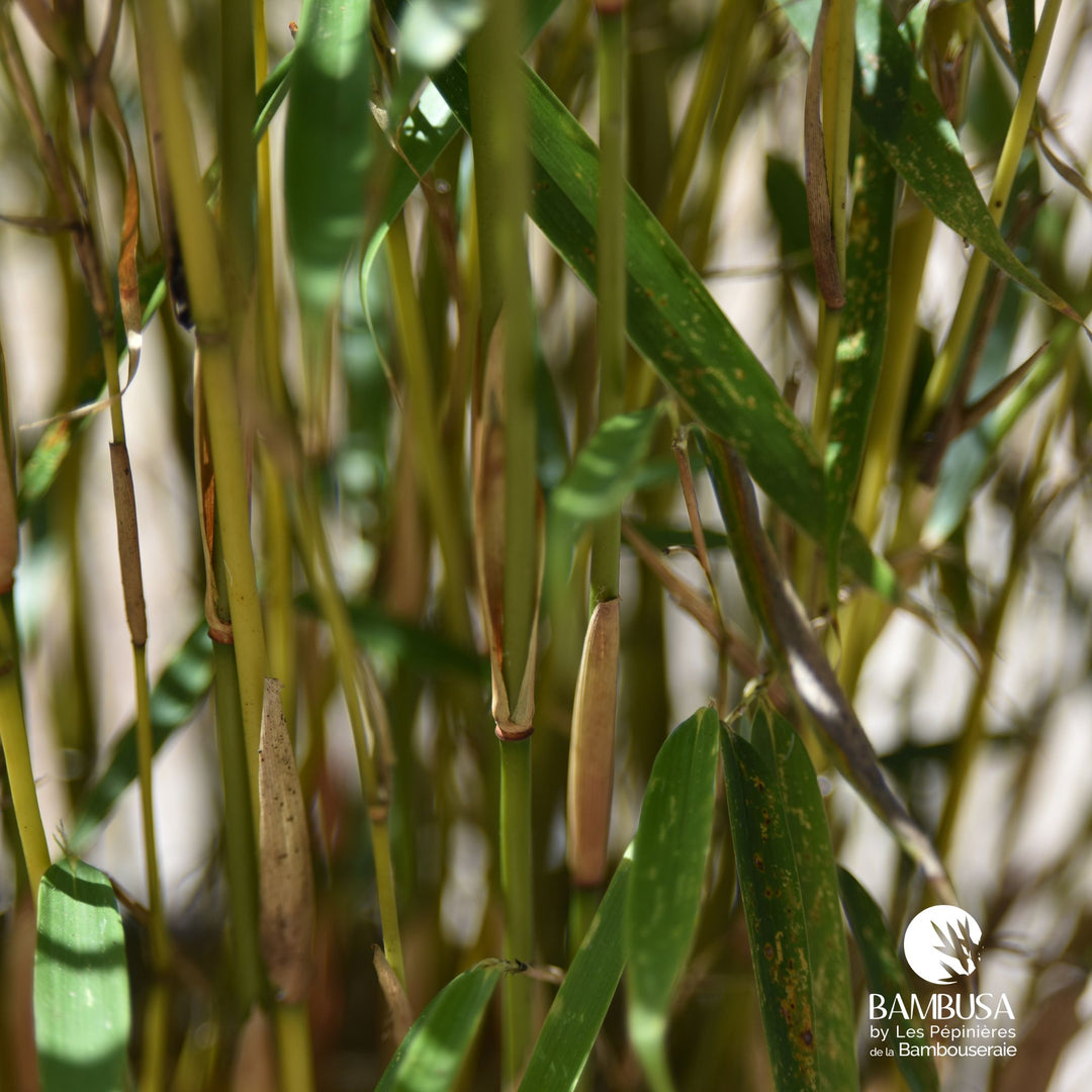 Fargesia robusta &