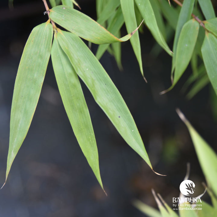 Fargesia robusta &