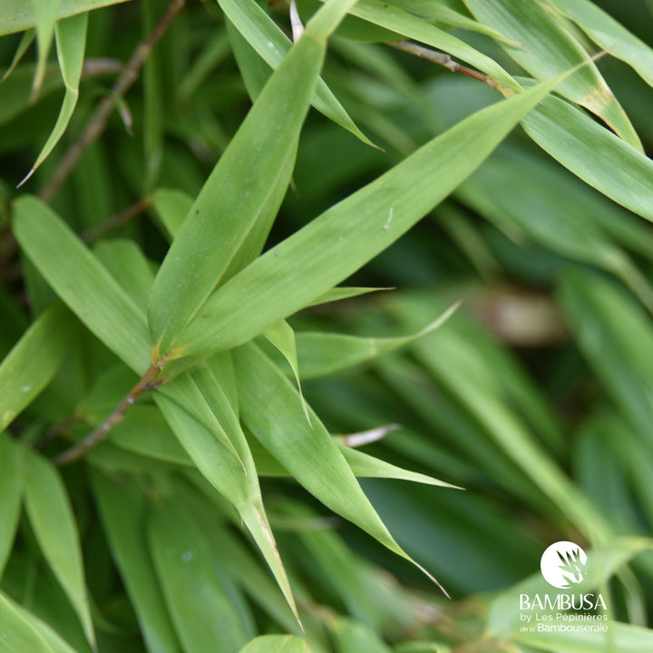 Fargesia robusta &