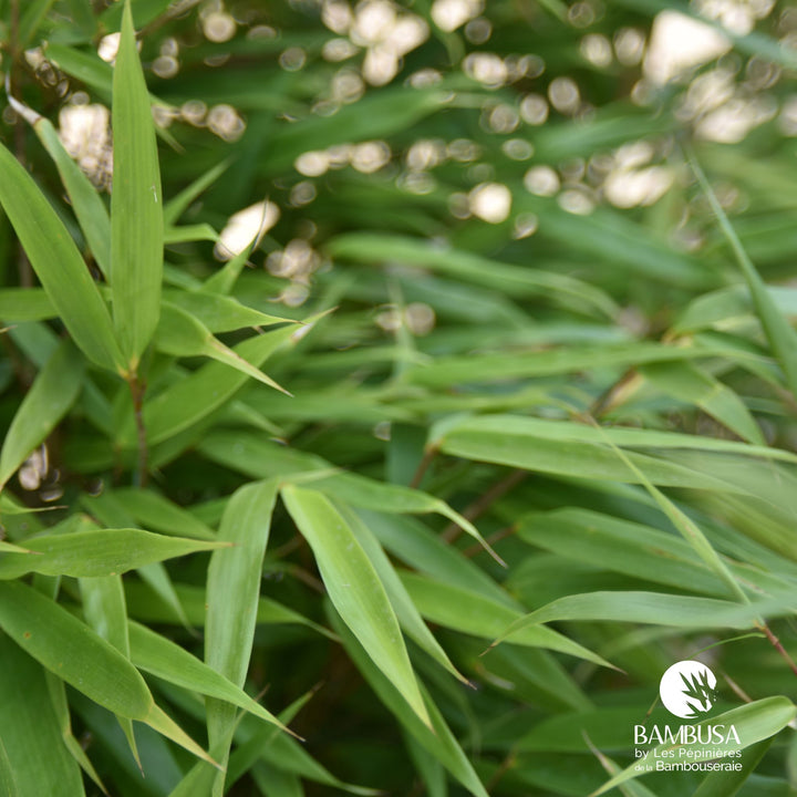 Fargesia robusta &