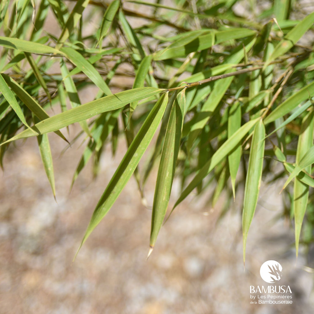 Fargesia robusta &