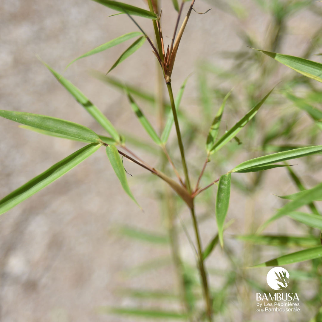 Fargesia robusta &