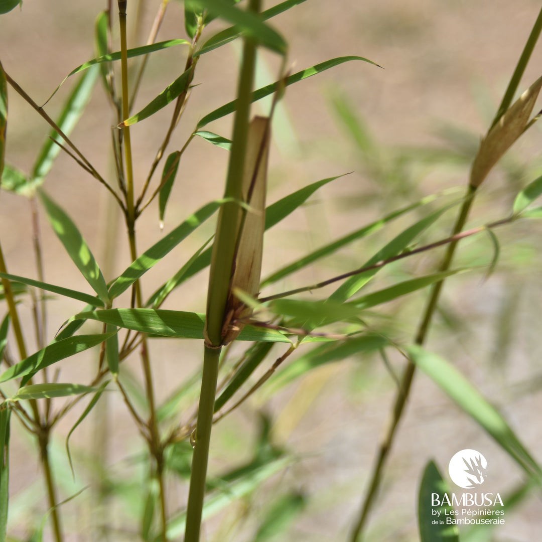 Fargesia robusta &