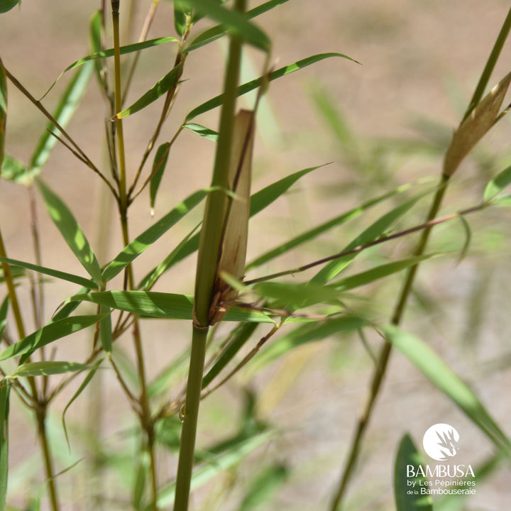 Fargesia robusta &