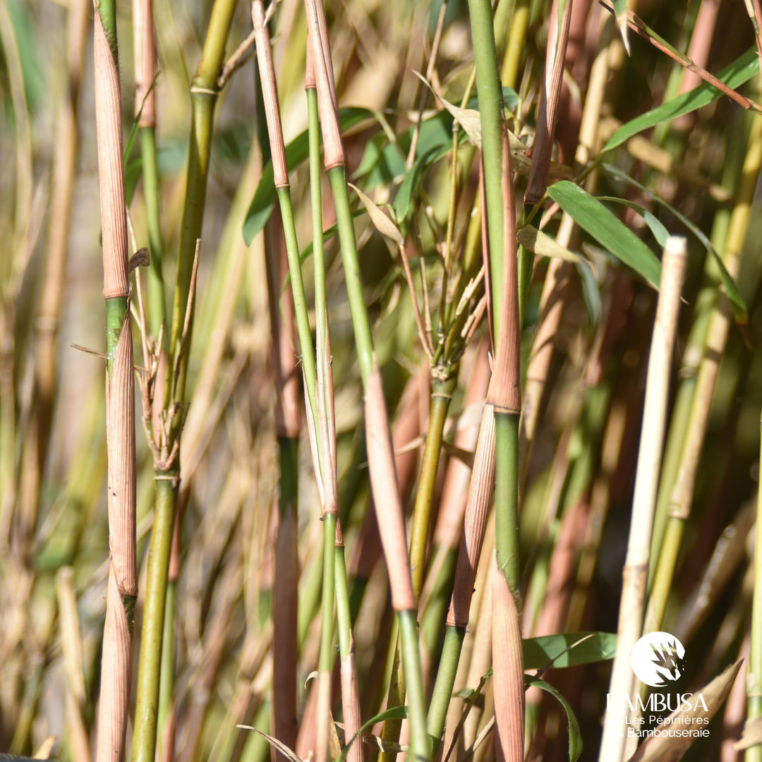 Fargesia robusta &