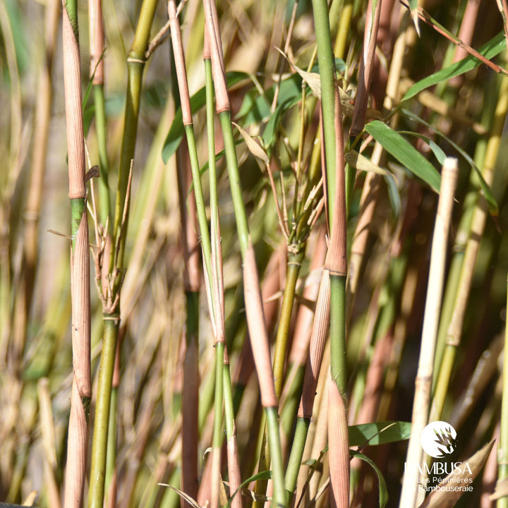 Fargesia robusta &