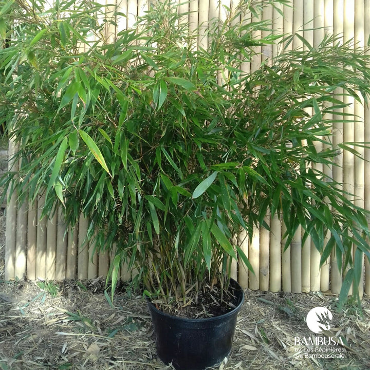Fargesia robusta — bambou cespiteux, non traçant