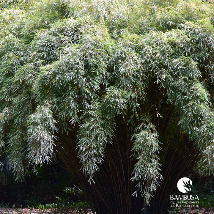 Fargesia robusta pour haie