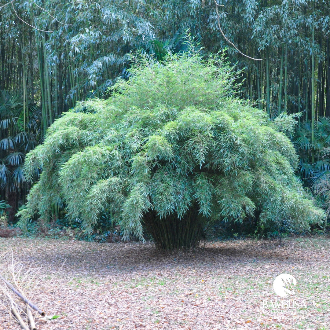 Fargesia robusta