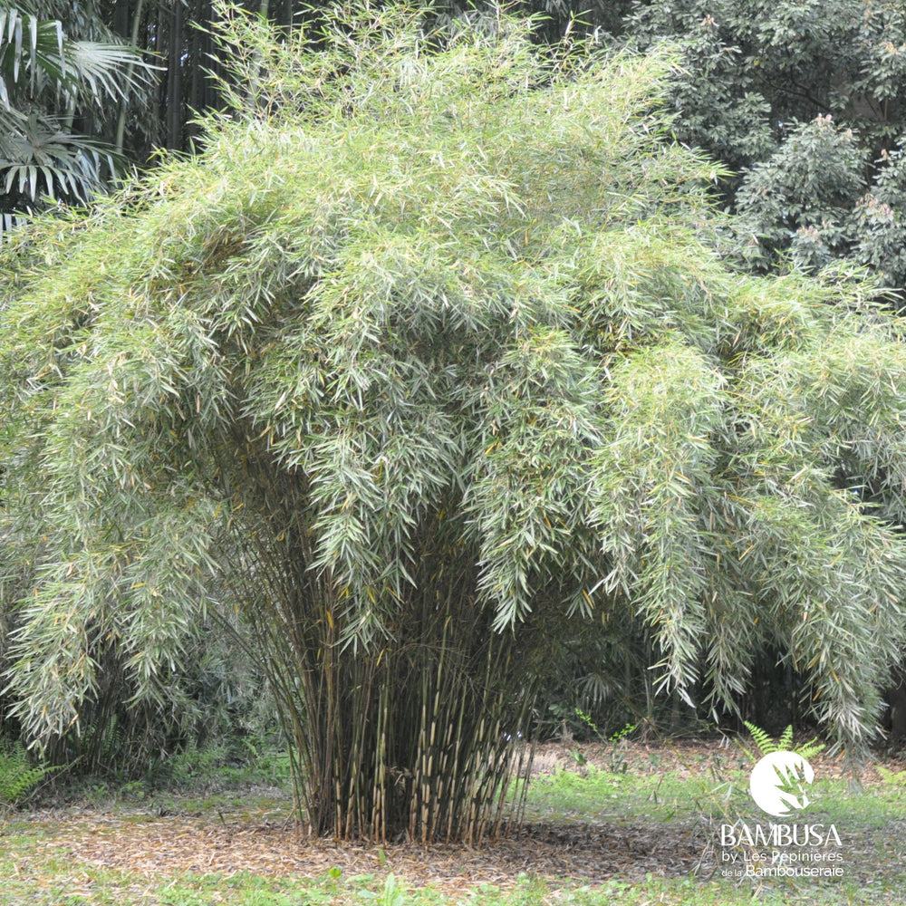Fargesia robusta aux chaumes verts