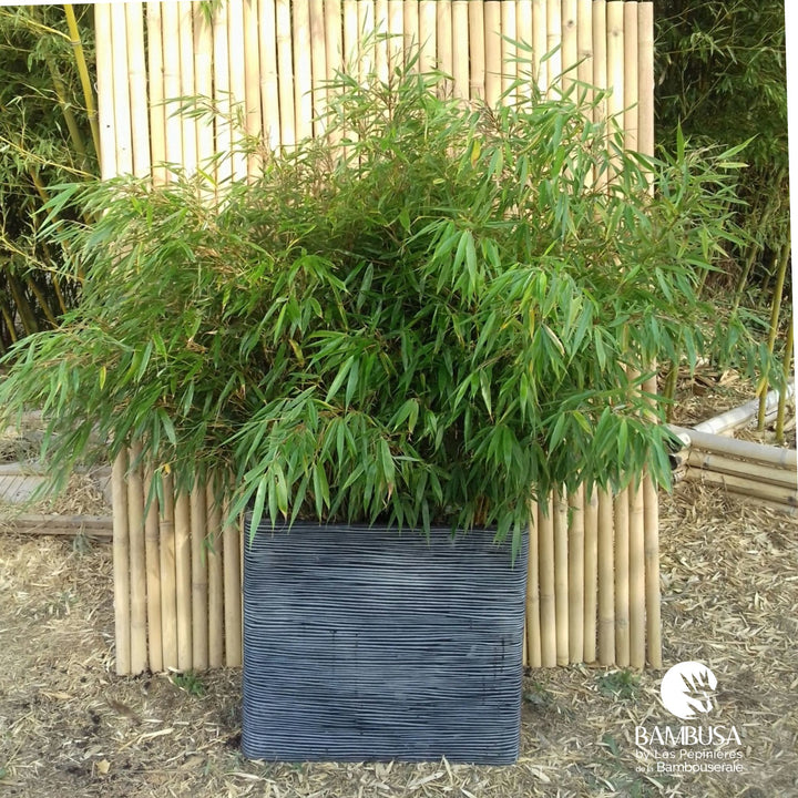 Fargesia robusta en massif de jardin